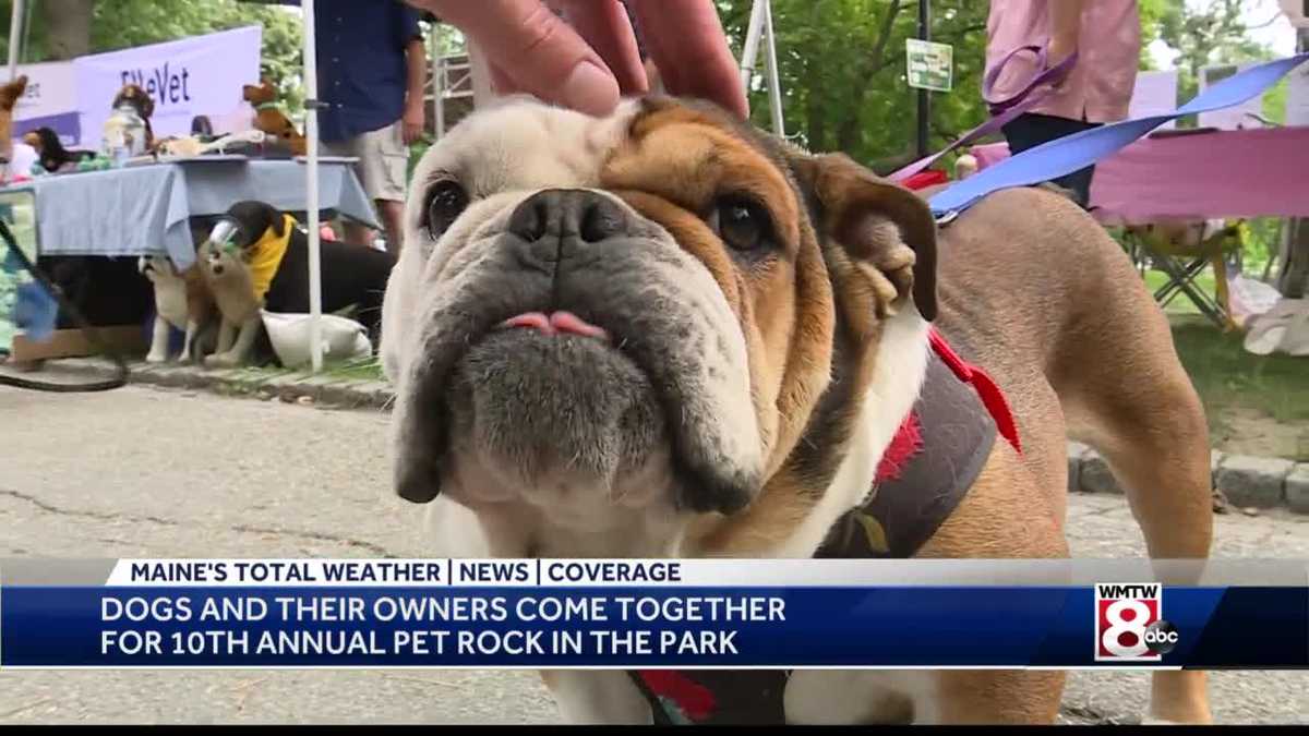'Pet Rock In the Park' brings dogs and owners together 'Pet Rock In the Park' brings dogs and owners together
