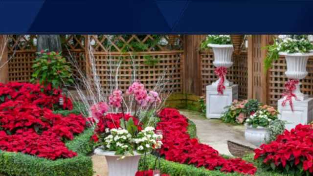 Pittsburgh Winter Flower Show at Phipps Conservatory - Vimarsana News