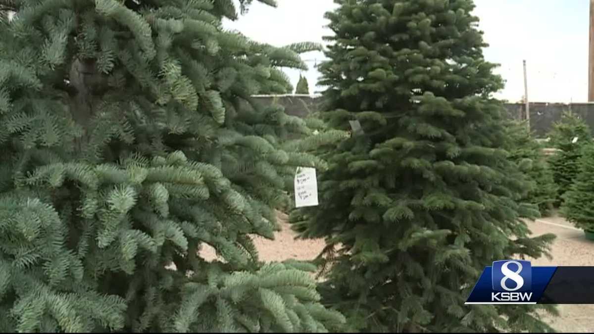 National Christmas tree shortage trickles down to the Central Coast
