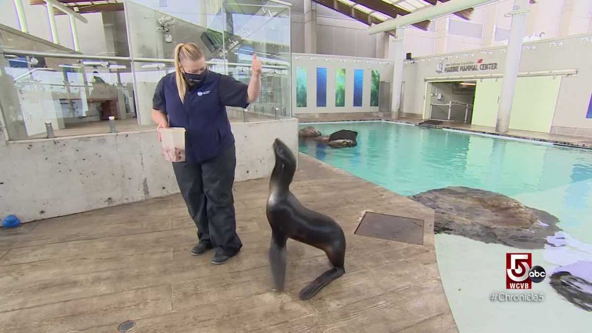 The New England Aquarium is bringing virtual lessons to you during COVID19