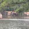VIDEOS: Homes and roadways flooded as former Tropical Storm Edouard lingers over Texas
