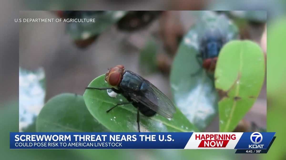 Screwworm threat nears New Mexico