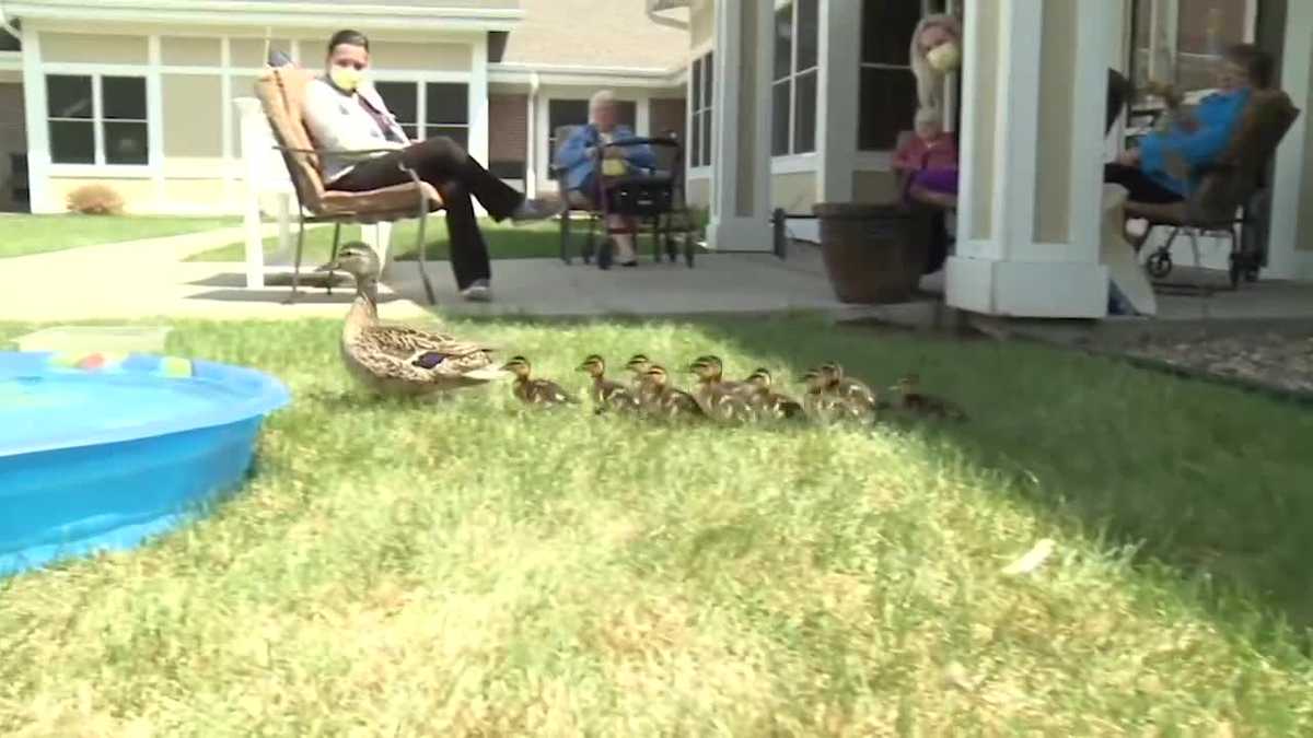 They're so cute': Nursing home residents look forward to return of  ducklings each year