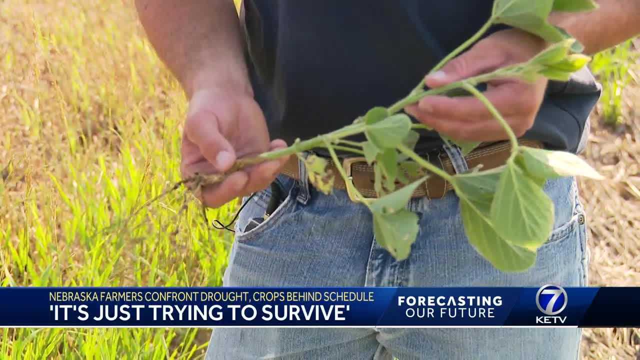 Nebraska corn, soybean crop behind schedule in multi-year drought - Vimarsana News