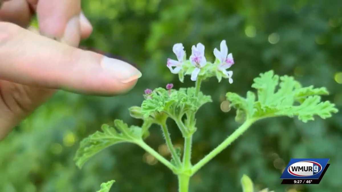 Grow it Green: Growing scented geraniums - WMUR