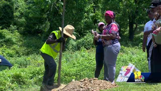 Trees planted in Druid Hill Park to honor victims of gun violence - Vimarsana News