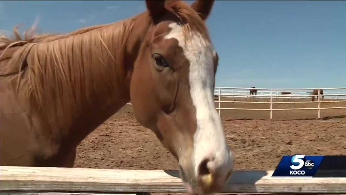 Equine Rescue In Need Of Donations To Continue Taking Care Of Horses Amid Coronavirus Pandemic
