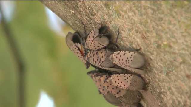 Spotted lanternflies: Fighting invasive insect in Pennsylvania - Vimarsana News
