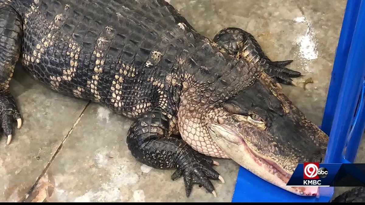 Big alligator seized during eviction uneasy in new home