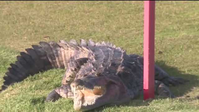 Crocodile attack in Satellite Beach leaves neighbors shaken - Vimarsana News