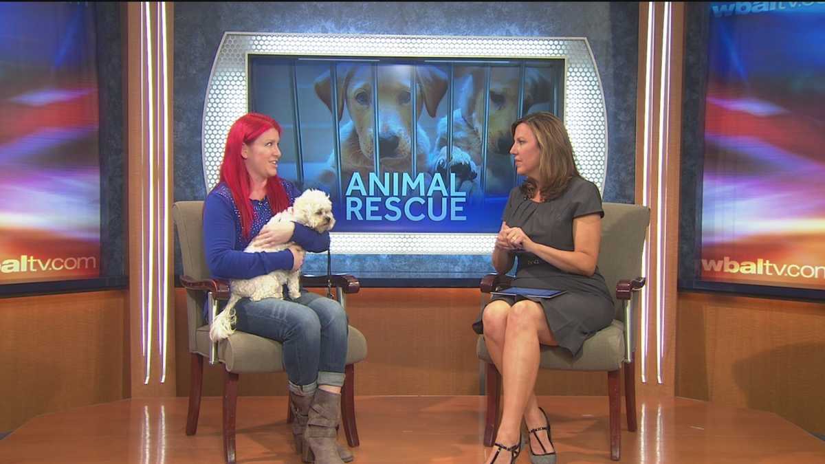 Animal Rescue introduces us to Patty