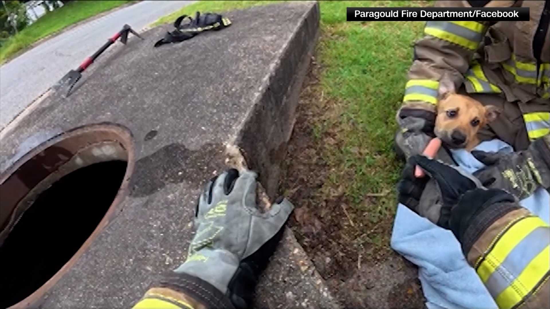WATCH: Stray puppy rescued from storm drain after firefighters lure it with a hot dog