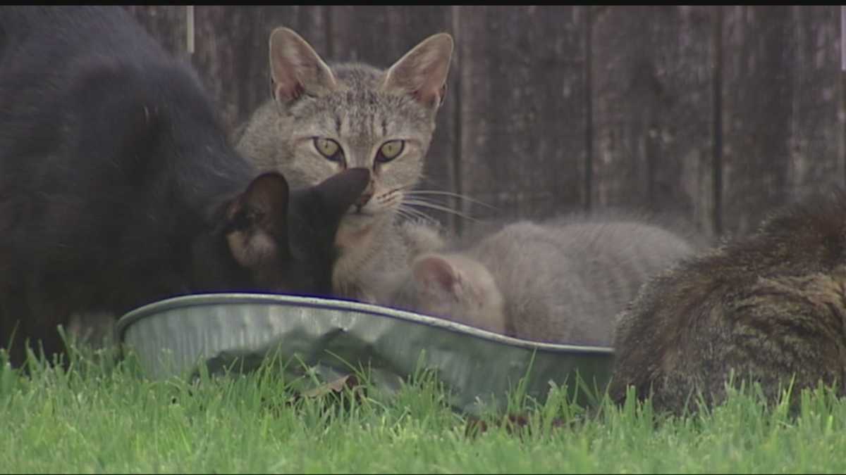 Dozens care for feral cats in Oklahoma city