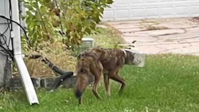 Coyote rescued after having plastic jug stuck on its head - Vimarsana News