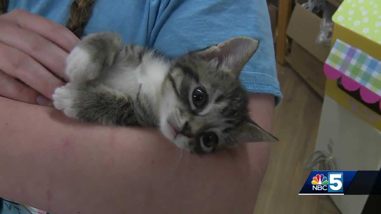 Cat cafe owner destroys store during flood to save 57 kittens