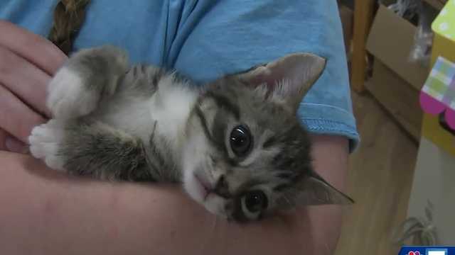 Vermont cat cafe owner destroys her own store to save kittens - Vimarsana News