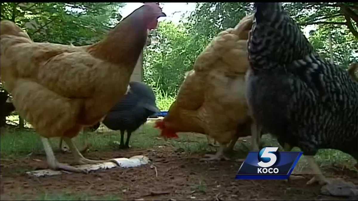 Edmond council members want to look at more changes to allow chickens