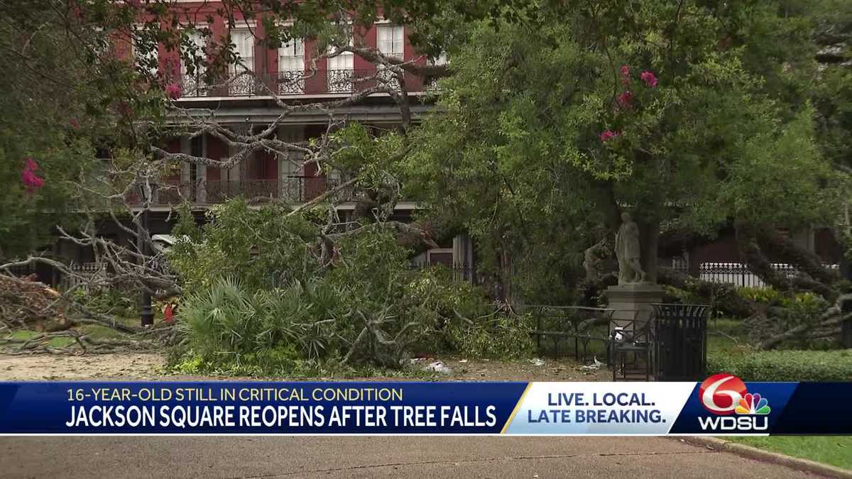 New Orleans Jackson Square tree falls boy hurt lawsuit