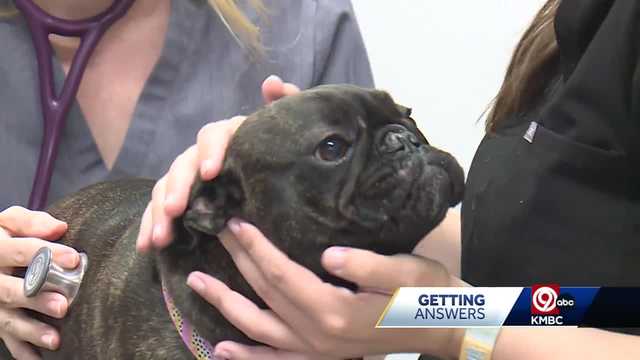 Doctors in KS warn pet owners not to let dogs eat discarded weed - Vimarsana News