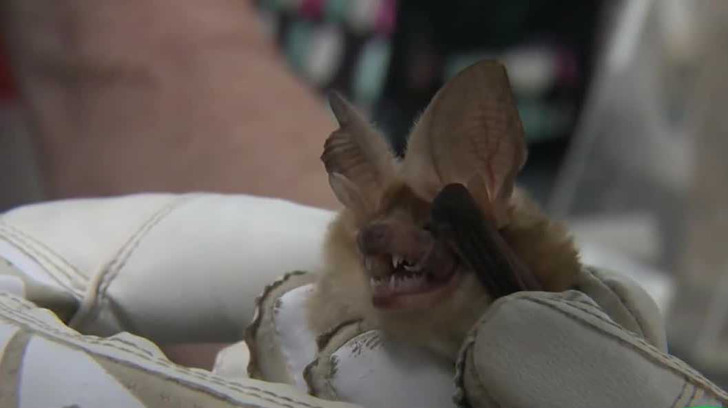 CDC issues rabies advisory as bat concerns hit close to home in Northern California - KCRA