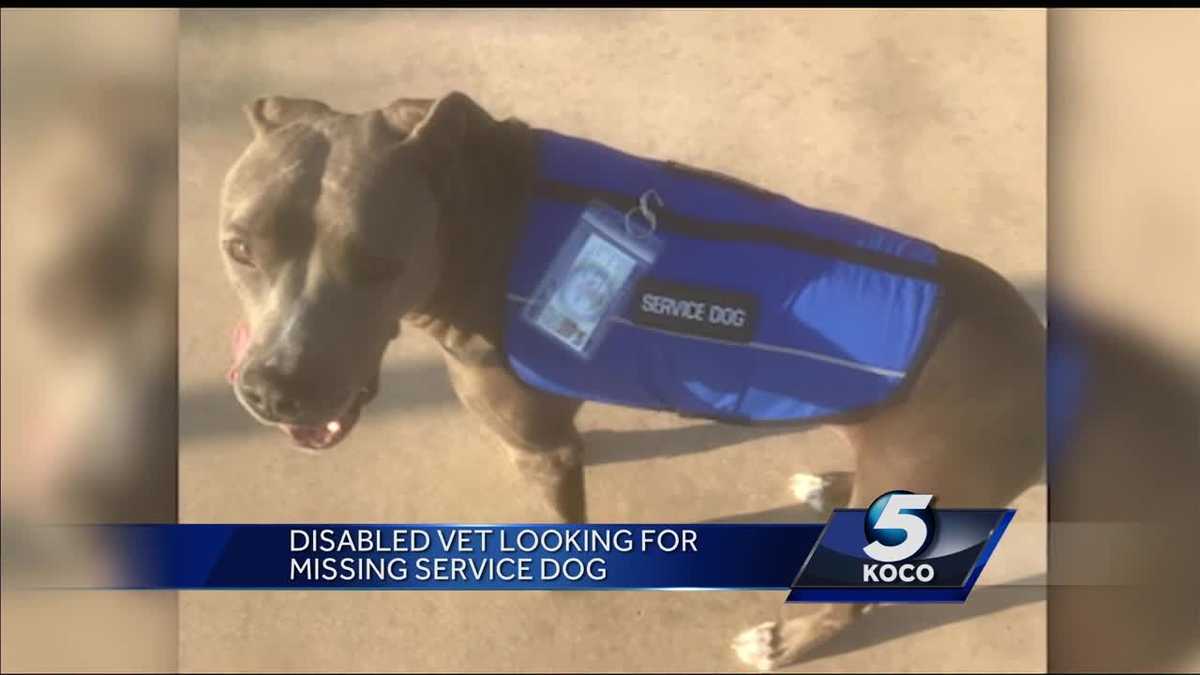 Disabled veteran hopes to find missing service dog