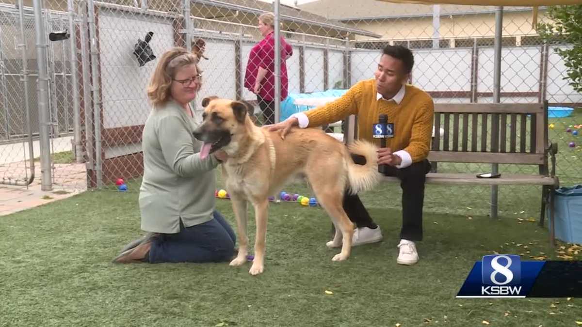 Salinas animal shelter faces capacity crisis post-pandemic.