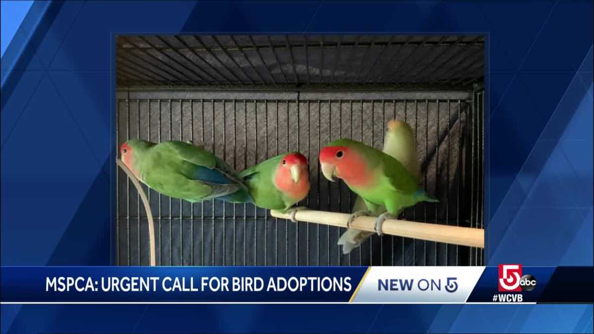 MSPCA seeking homes for dozens of surrendered birds