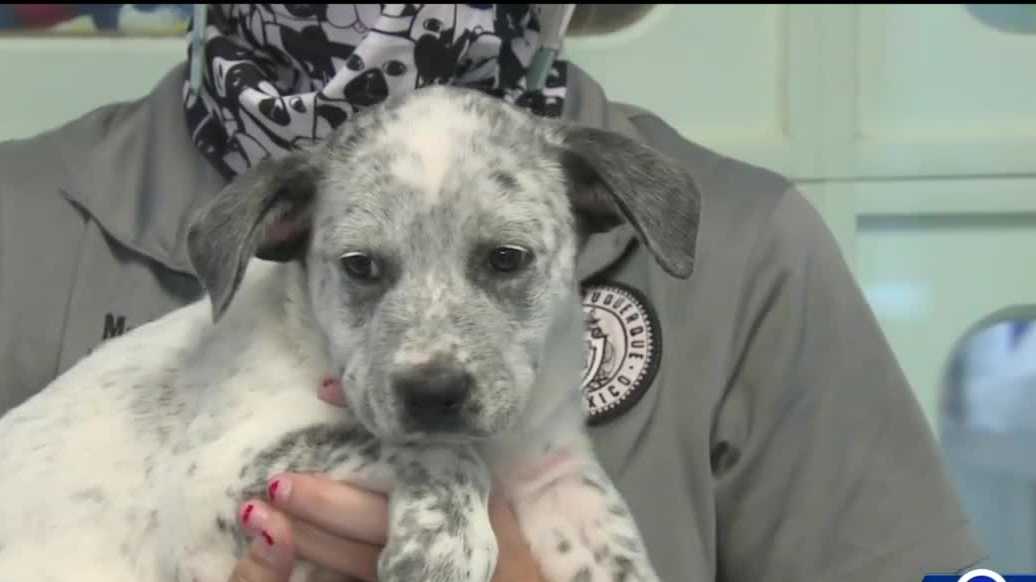 New Mexico animal shelters desperate for foster care of dogs cats