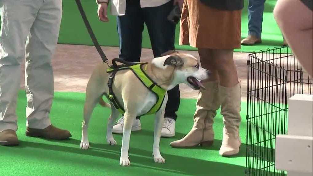 Multiple Adoptable Dog Events Support Local Rescues Across US Cities