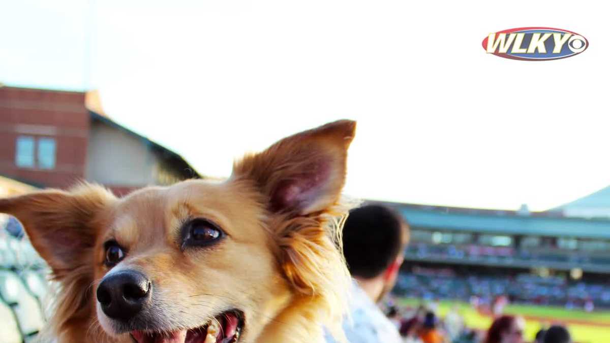 Check out the Louisville Bats' "Bark in the Park" at Slugger Field