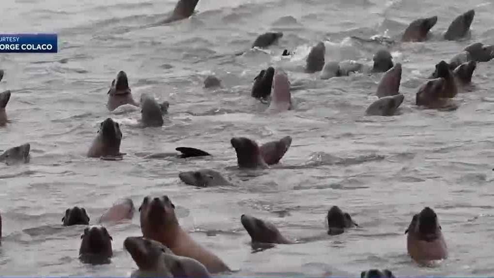 High number of dead sea lions found off California coast - Vimarsana News