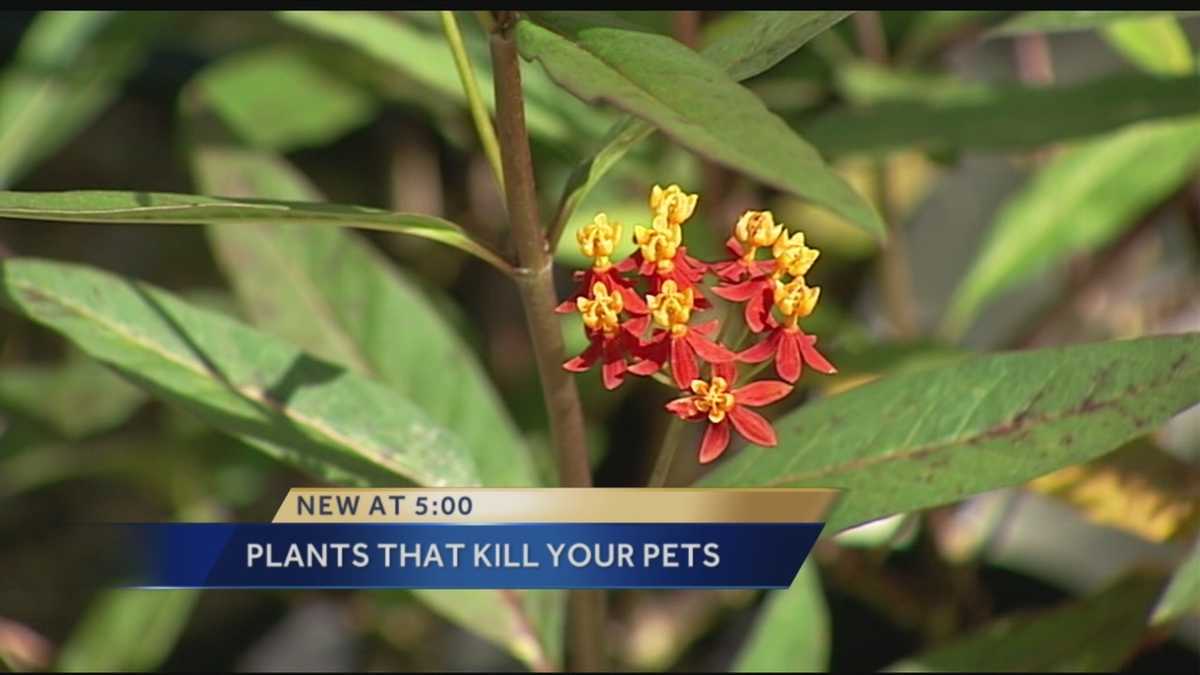 Special Report Plants that can kill pets