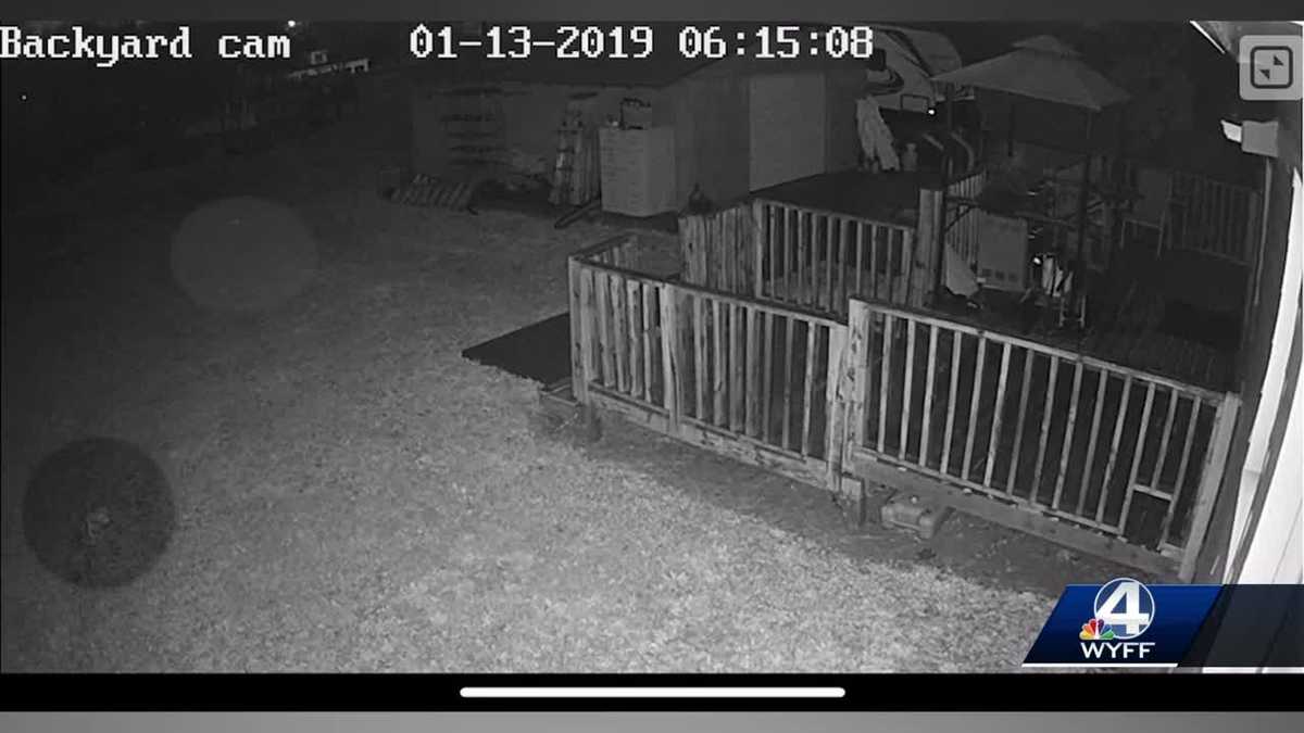 Coyotes attack, kill Upstate woman’s dog