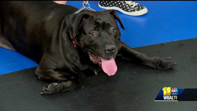 MDSPCA: Macy is ready for adoption