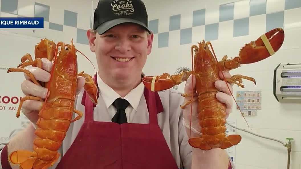 Seabrook Market Basket employee finds two rare orange lobsters