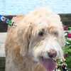 Cape Coral dog survives after swallowing fishing hook; Here's how to protect your pup