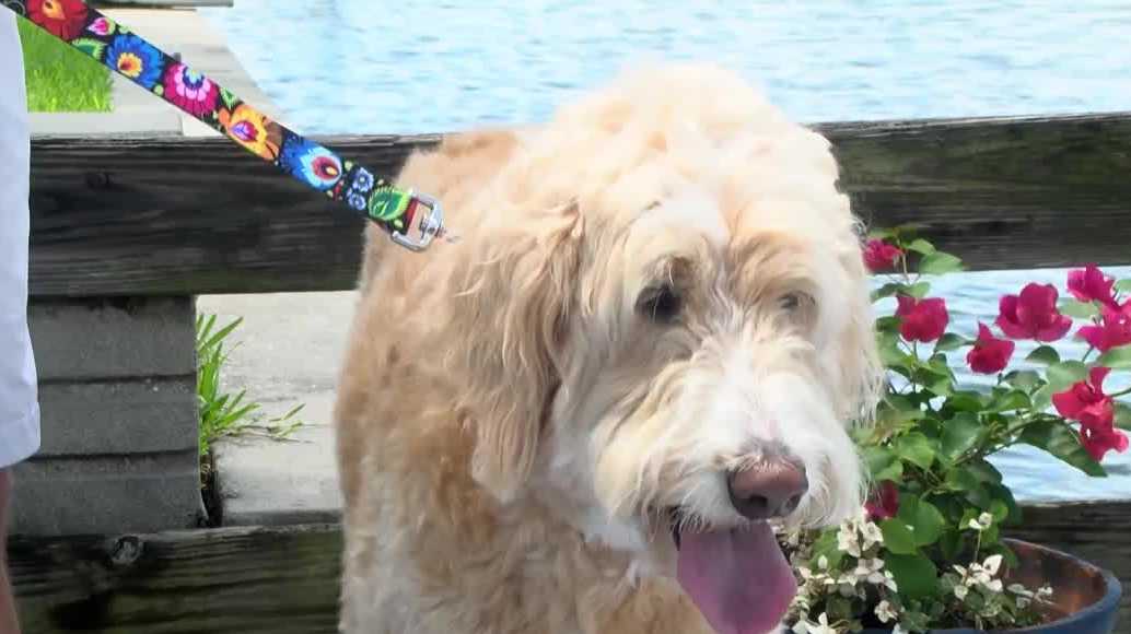 Cape Coral dog survives after swallowing fishing hook; Here's how to protect your pup