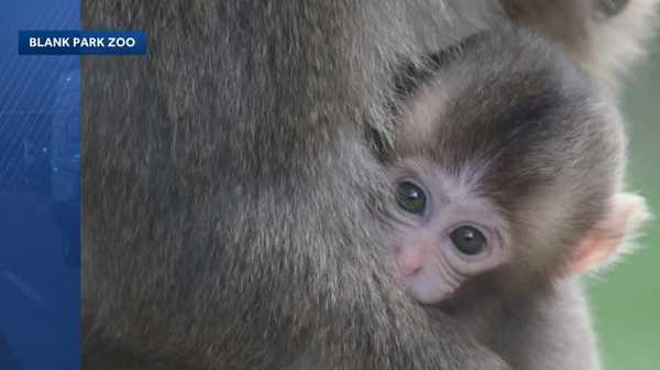 Blank Park Zoo celebrates conservation efforts with viral species