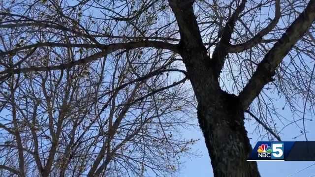 Emerald ash borer causing towns be proactive about protecting trees - Vimarsana News