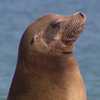 Sea lion's death after being found in distress at San Francisco beach sparks mystery