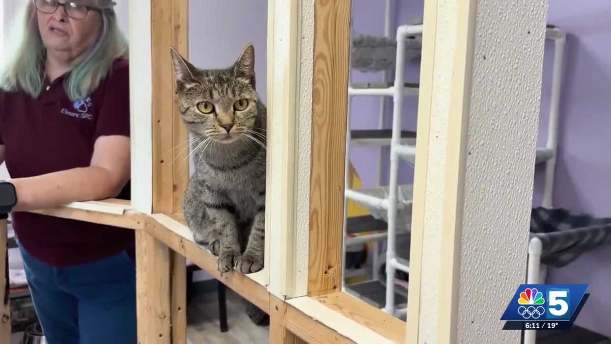 Elmore SPCA still struggling financially as new law comes into effect