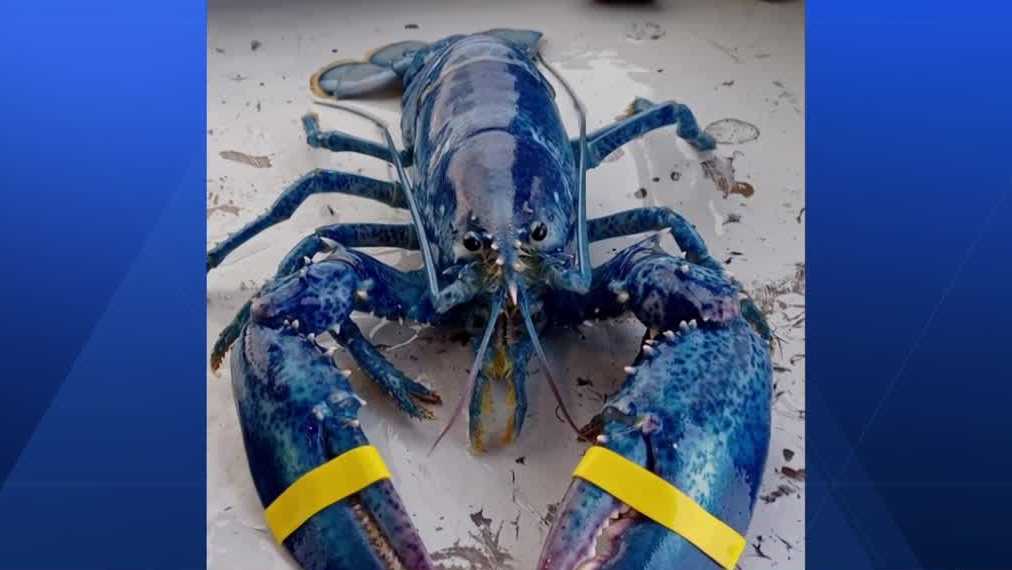 Man captures one-in-a-million blue lobster off New Hampshire coast