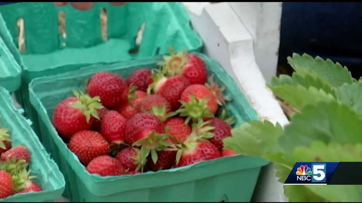 Delayed strawberry picking turns into treat