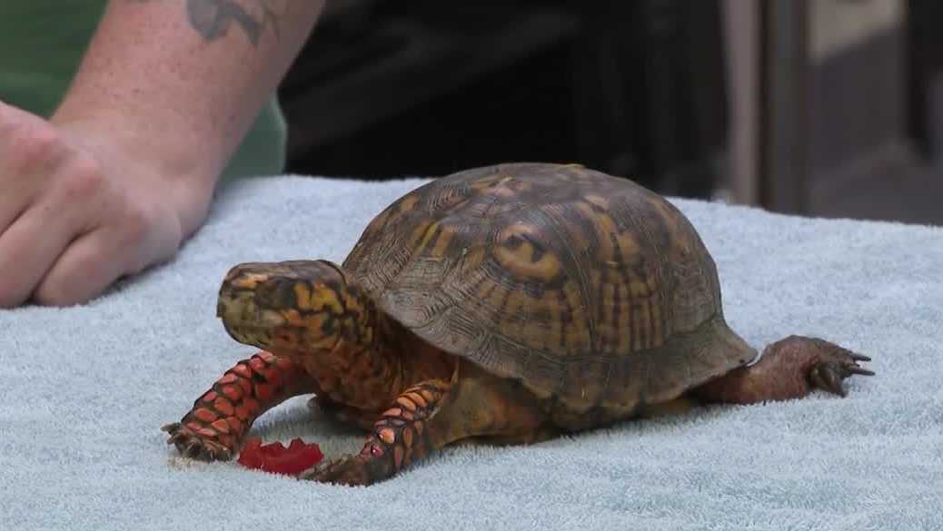Turtles get a second chance at life at the Kentuckiana Scaletuary
