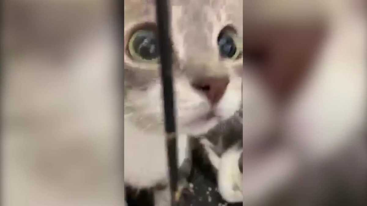 BARCS rescues 133 cats from hoarding situation in Mount Clare BARCS rescues 133 cats from hoarding situation in Mount Clare