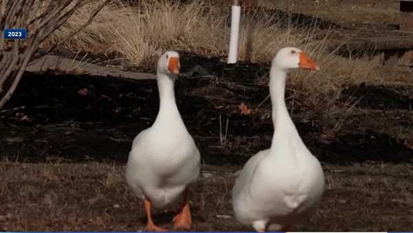 riverside cemetery gets access to facebook page made famous by popular goose couple