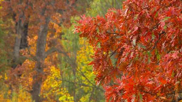 video: fall colors at walnut woods state park