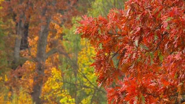 Video: Fall colors at Walnut Woods State Park in West Des Moines - Vimarsana News