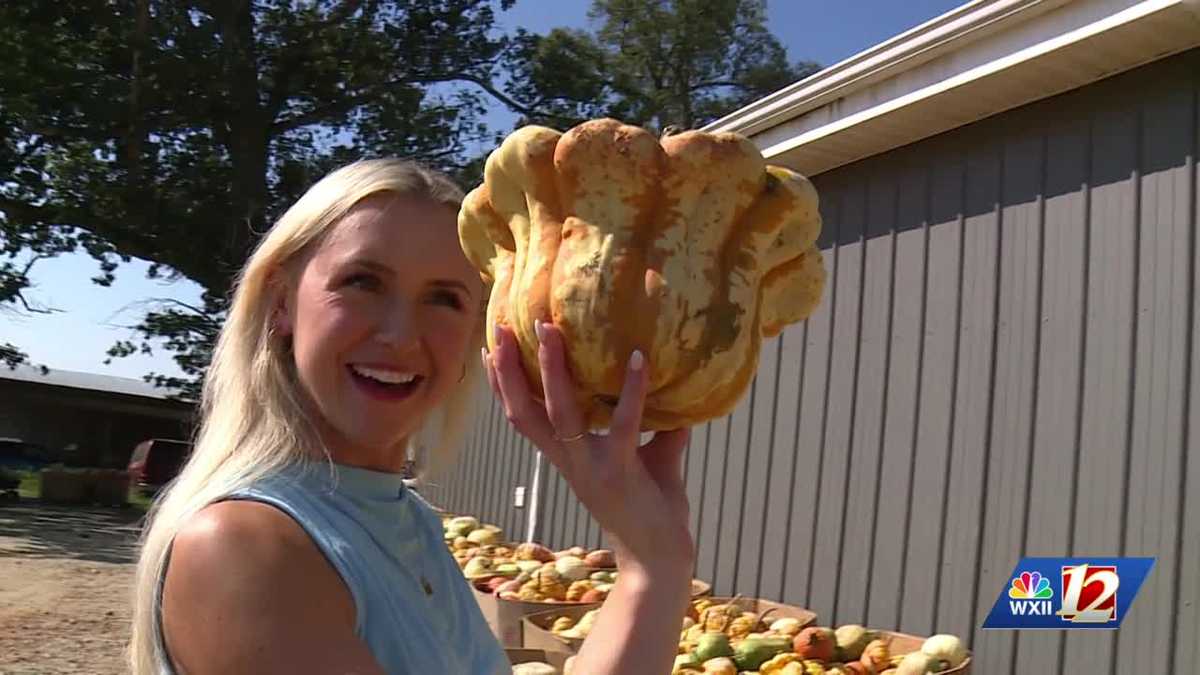Pumpkin and apple crops doing well at Surry County farm ahead of fall season