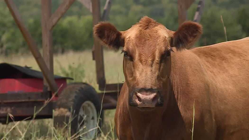 Kansas, Missouri cattle ranchers frustrated with Trump's beef import plan